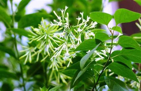 夜來香 花期|夜來香什麼時候開花